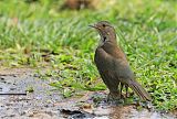 Rufous-bellied Thrush